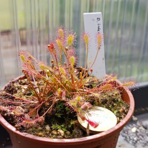 Drosera intermedia
