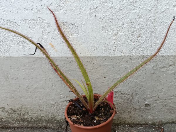 Drosera regia