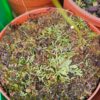 Utricularia flaccida