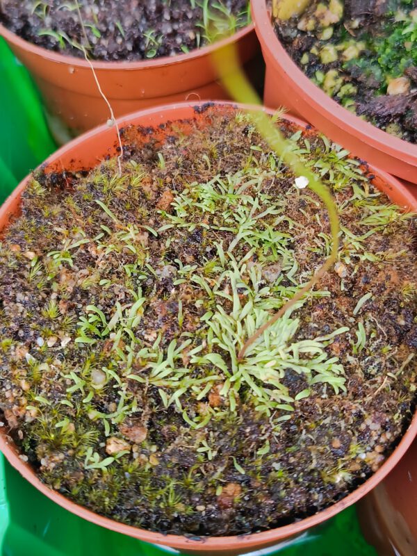 Utricularia flaccida