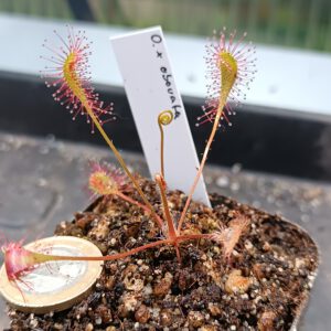 Drosera x obovata