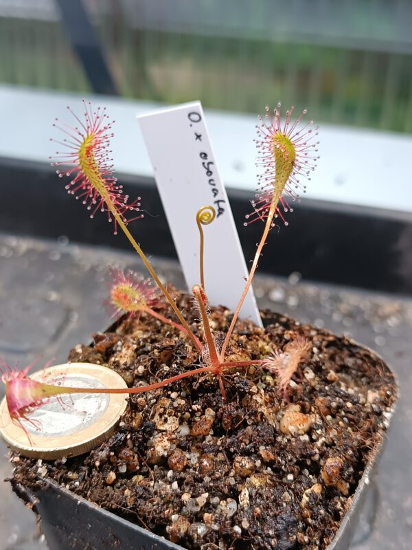 Drosera x obovata
