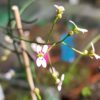 Stylidium caespitosum