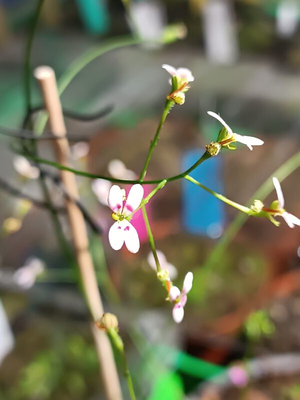 Stylidium caespitosum