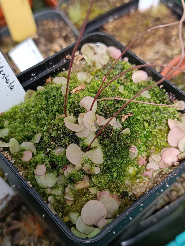 Utricularia tridentata