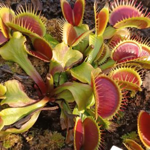 Dionaea muscipula ‘Bimbo‘