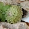 Pinguicula x 'Florian'