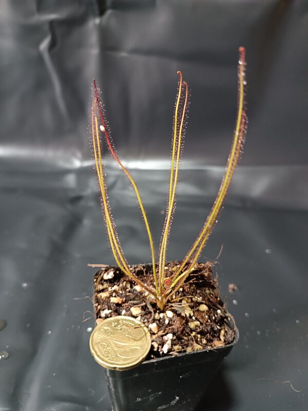 Drosera filiformis var. 'floridiana'