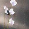 Utricularia livida