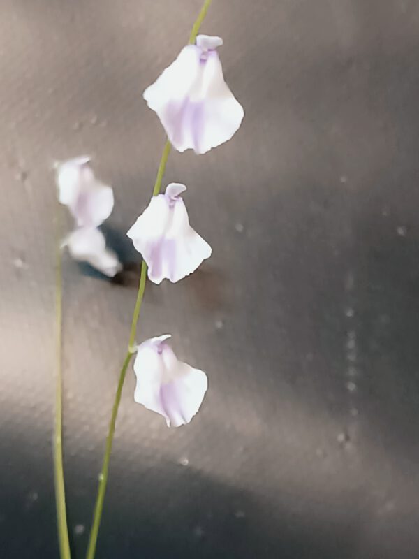 Utricularia livida