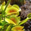 Dionaea muscipula ‘dentata‘