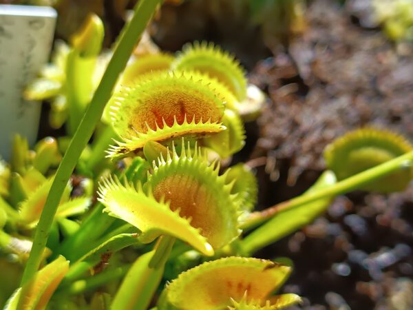 Dionaea muscipula ‘dentata‘