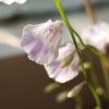 Utricularia livida