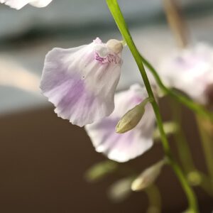 Utricularia livida