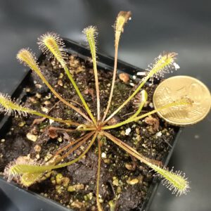 Drosera nidiformis