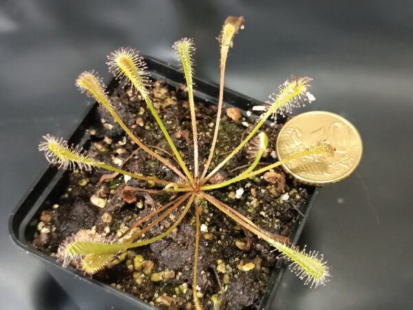 Drosera nidiformis