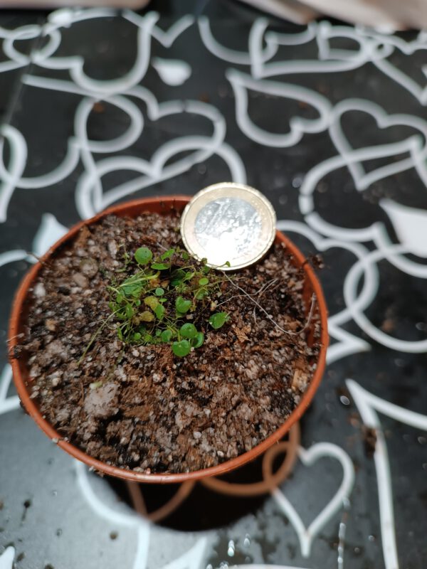 Utricularia pubescens