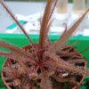 Drosera adelae