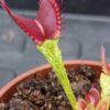Dionaea muscipula Schuppenstiel