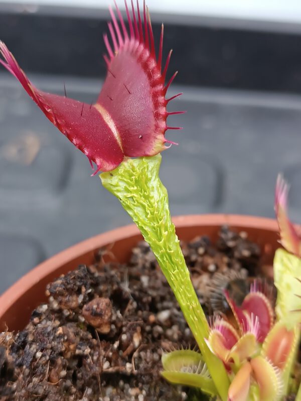 Dionaea muscipula Schuppenstiel