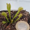 D. muscipula dentata_Grösse S Dionaew muscipula dentata