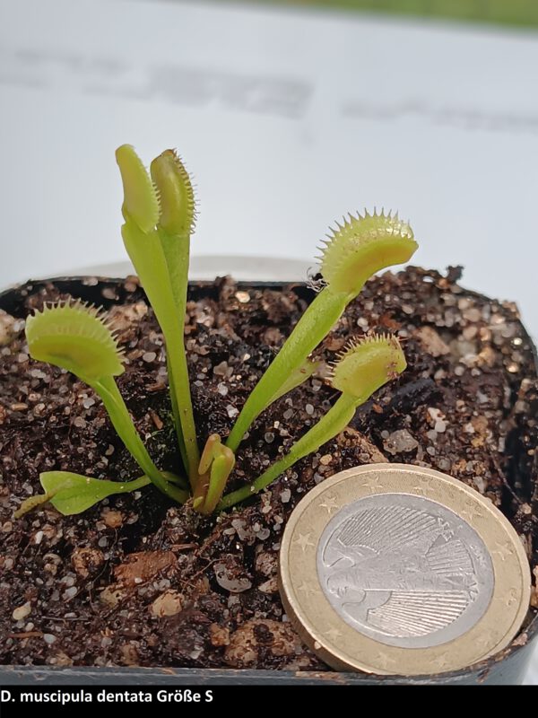 D. muscipula dentata_Grösse S Dionaew muscipula dentata