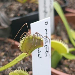 Dionaea muscipula ‘dentata‘