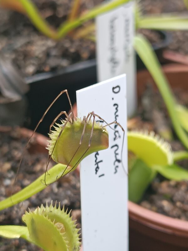 Dionaea muscipula ‘dentata‘