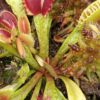 Dionaea muscipula Schuppenstiel