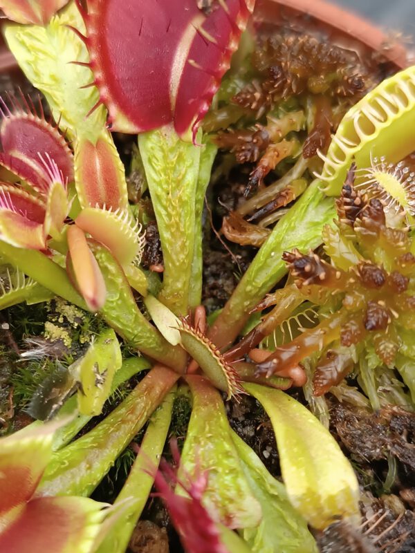 Dionaea muscipula Schuppenstiel
