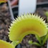 Dionaea muscipula ‘dentata‘