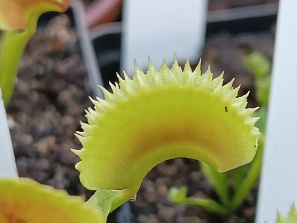 Dionaea muscipula ‘dentata‘