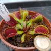 Dionaea muscipula ‘Bimbo‘