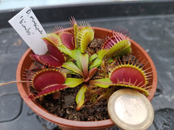 Dionaea muscipula ‘Bimbo‘