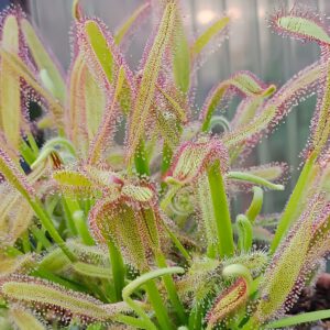 Drosera capensis x aliciae