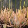 Drosera x 'hybrida'