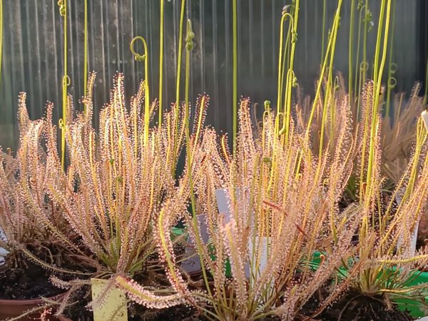 Drosera x 'hybrida'
