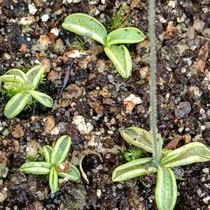 Pinguicula lusitanica