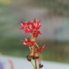 Drosera adelae