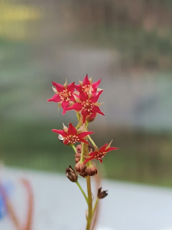 Drosera adelae