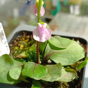 Utricularia calycifida