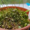 Utricularia praelonga