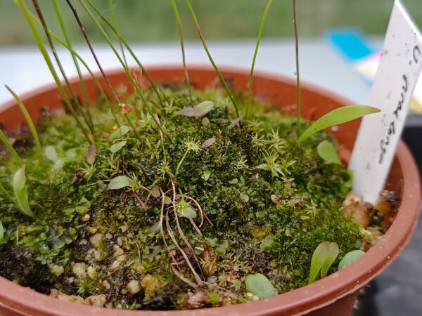 Utricularia praelonga