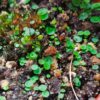 Utricularia pubescens