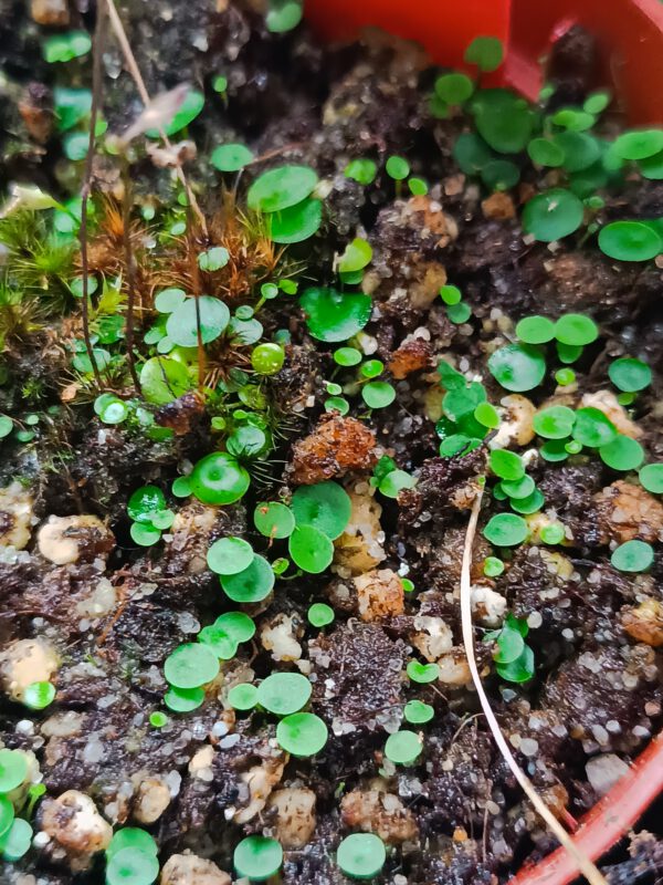 Utricularia pubescens