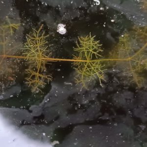 Utricularia purpurea