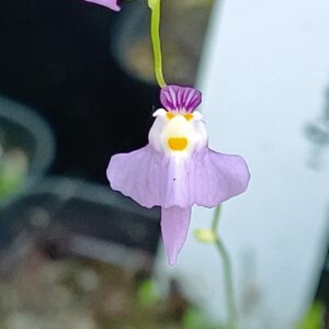 Utricularia warburgii