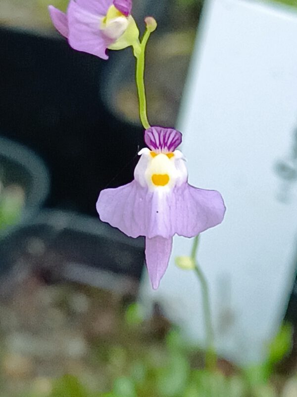 Utricularia warburgii