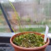 Utricularia praelonga