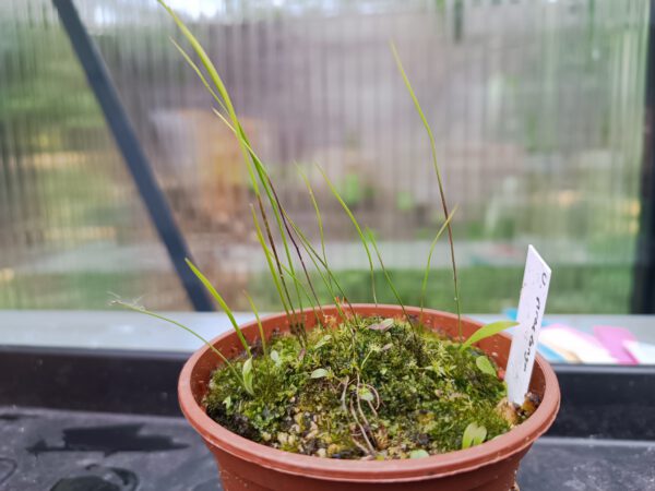 Utricularia praelonga